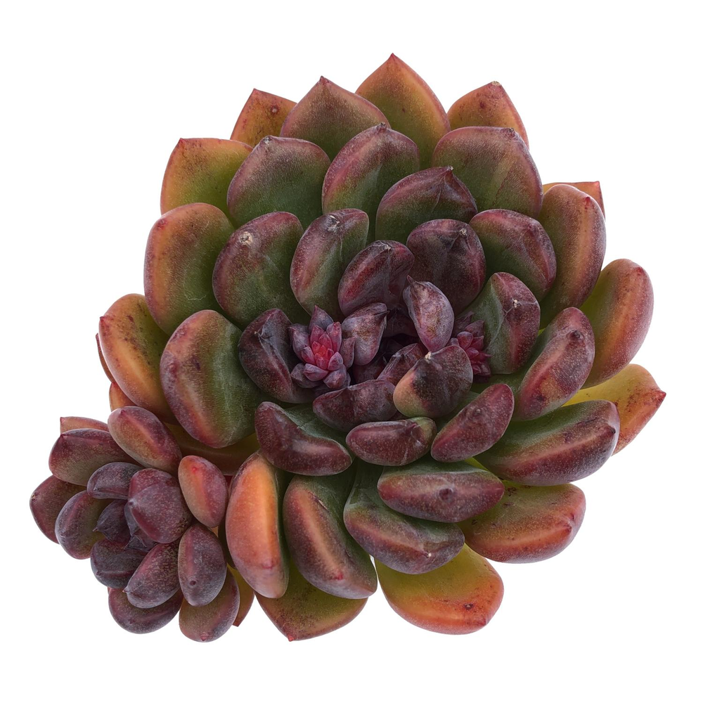 Echeveria Black Queen Hybrid, Double