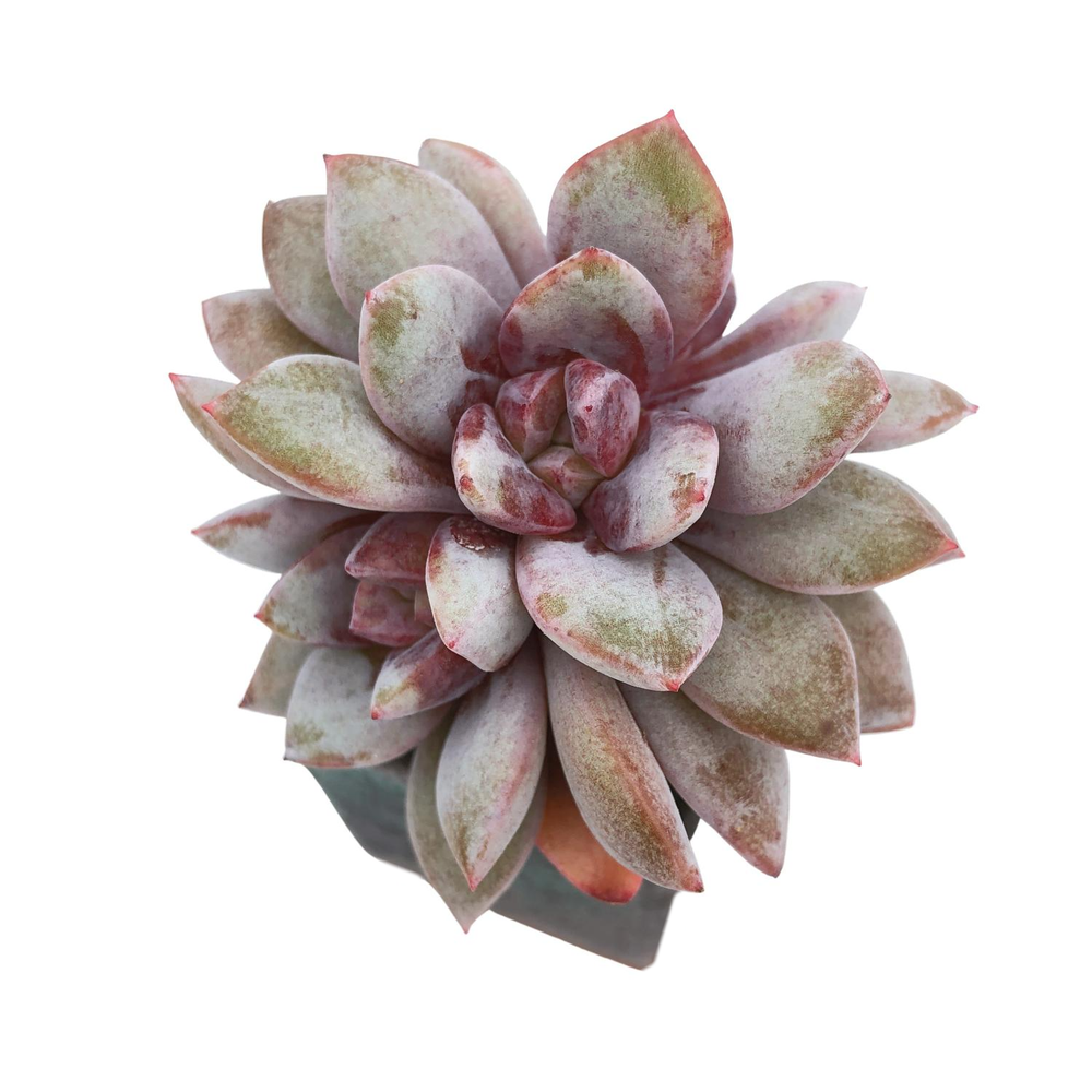 SALE! Echeveria German Champagne, Cluster