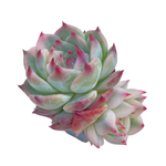 Echeveria Chihuahuaensis, Variegata