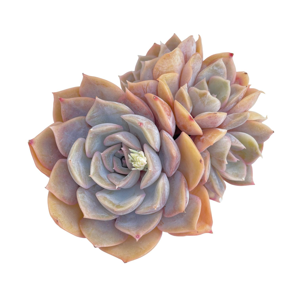 Echeveria Fiona, Cluster