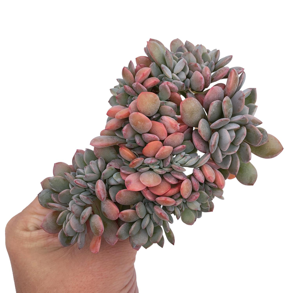 Graptoveria Debbie, Cristata