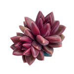 Echeveria Tivoli, Double