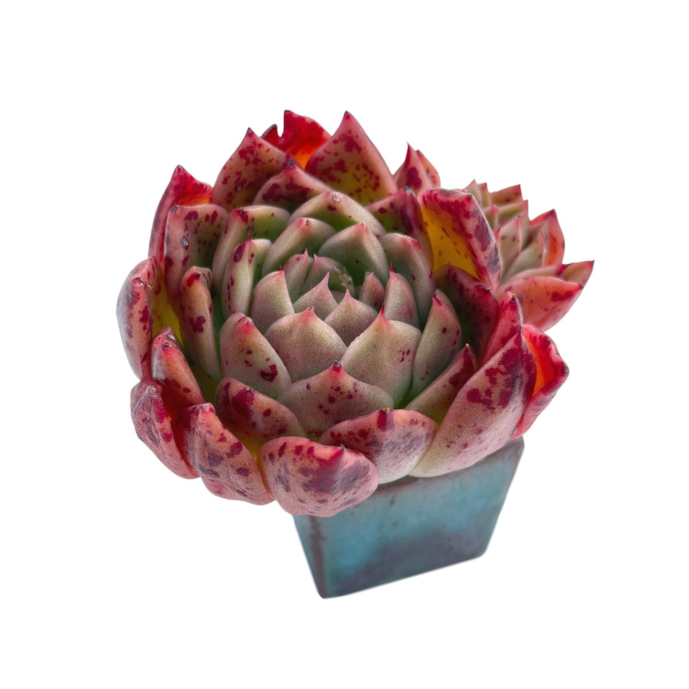 Echeveria Elizabeth