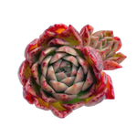 Echeveria Elizabeth