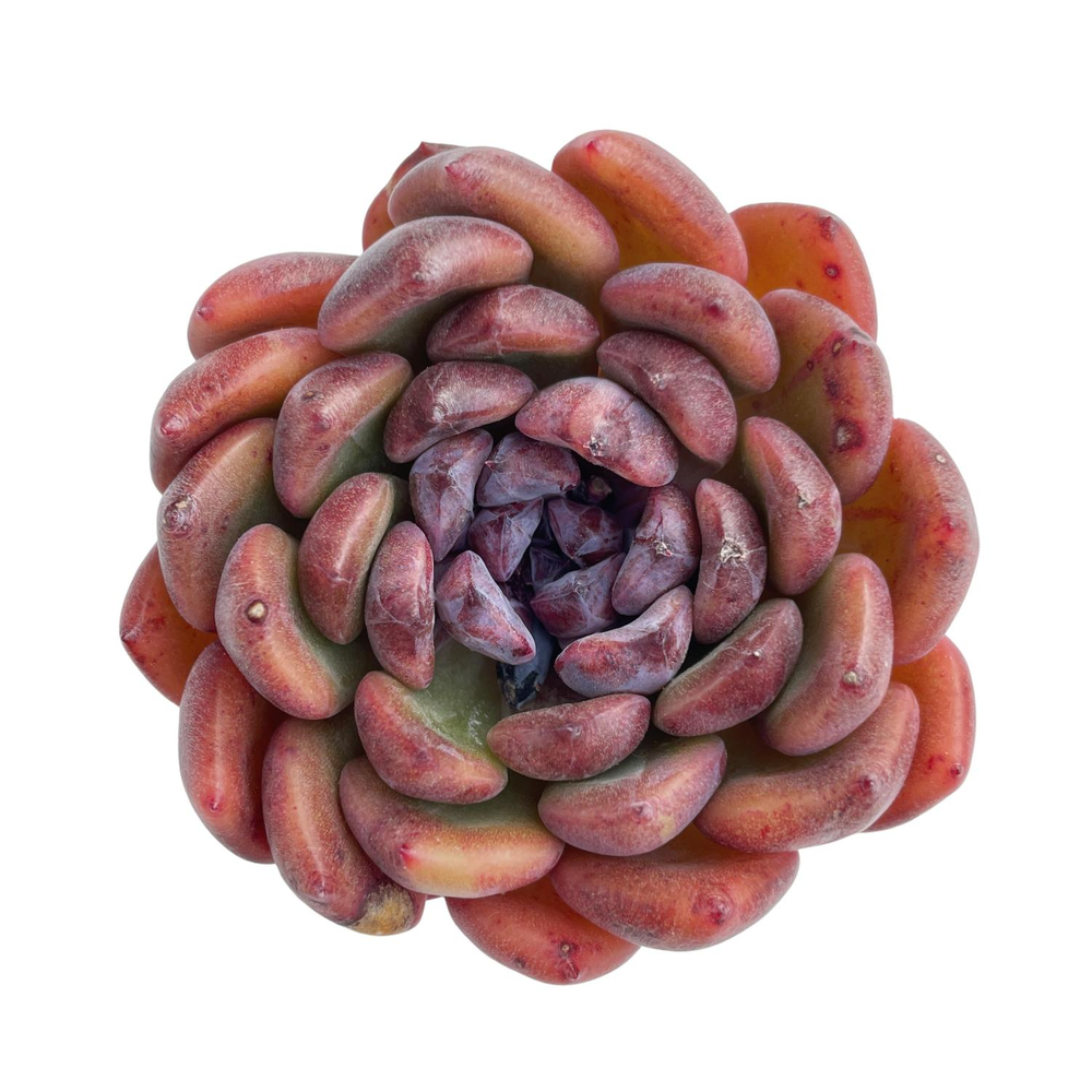 Echeveria Black Queen Hybrid