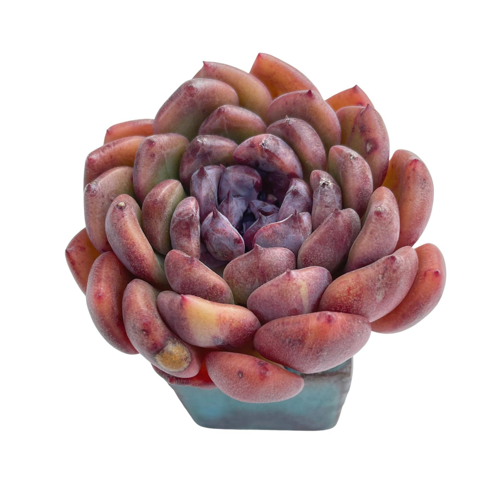 Echeveria Black Queen Hybrid