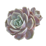 Echeveria Blue Surprise