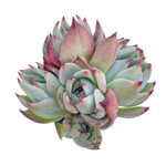 Echeveria Casio, Cluster