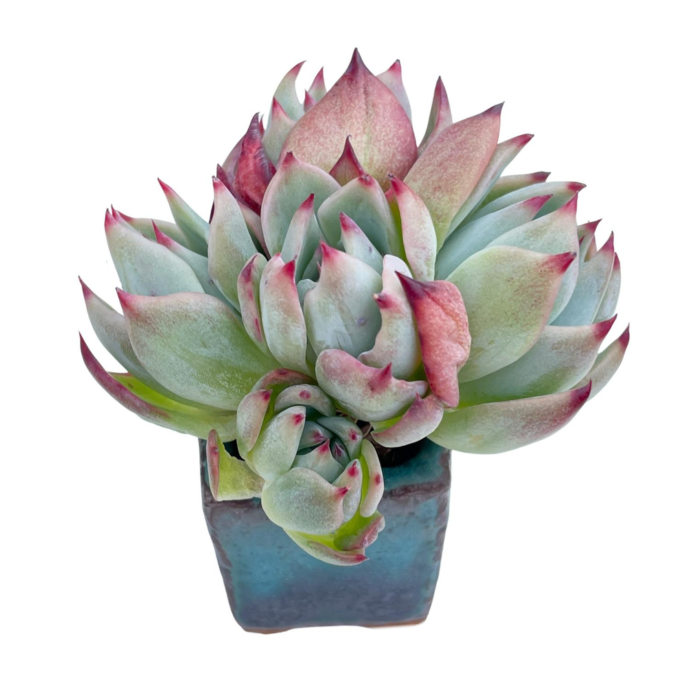 Echeveria Casio, Cluster