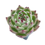 Echeveria Agavoides, Blue Dragon, Mature Specimen