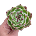 Echeveria Agavoides, Blue Dragon, Mature Specimen