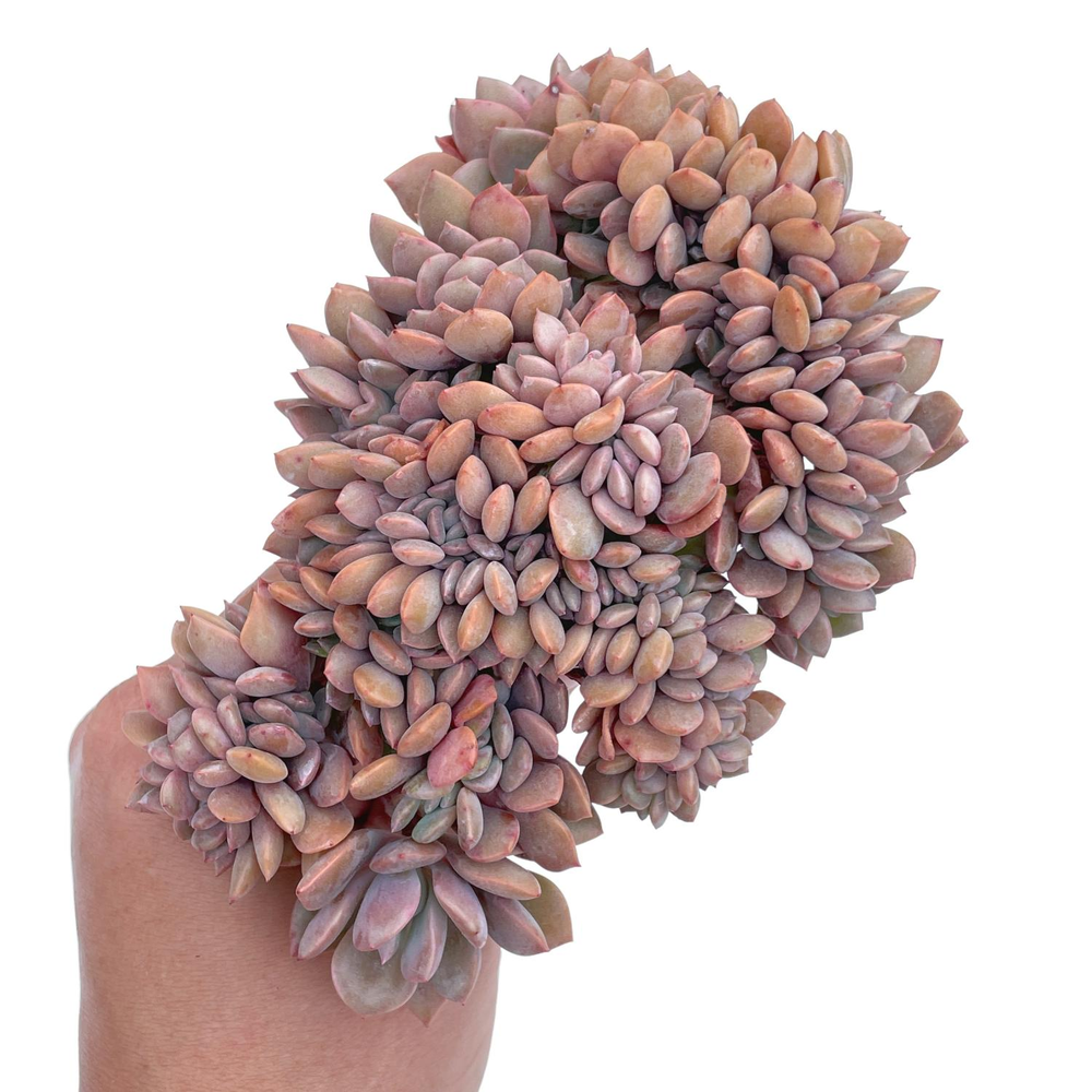 Graptoveria Debbie Cristata, Large Size