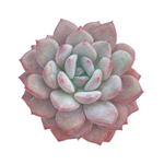 Echeveria Ice Cream, Mature Specimen