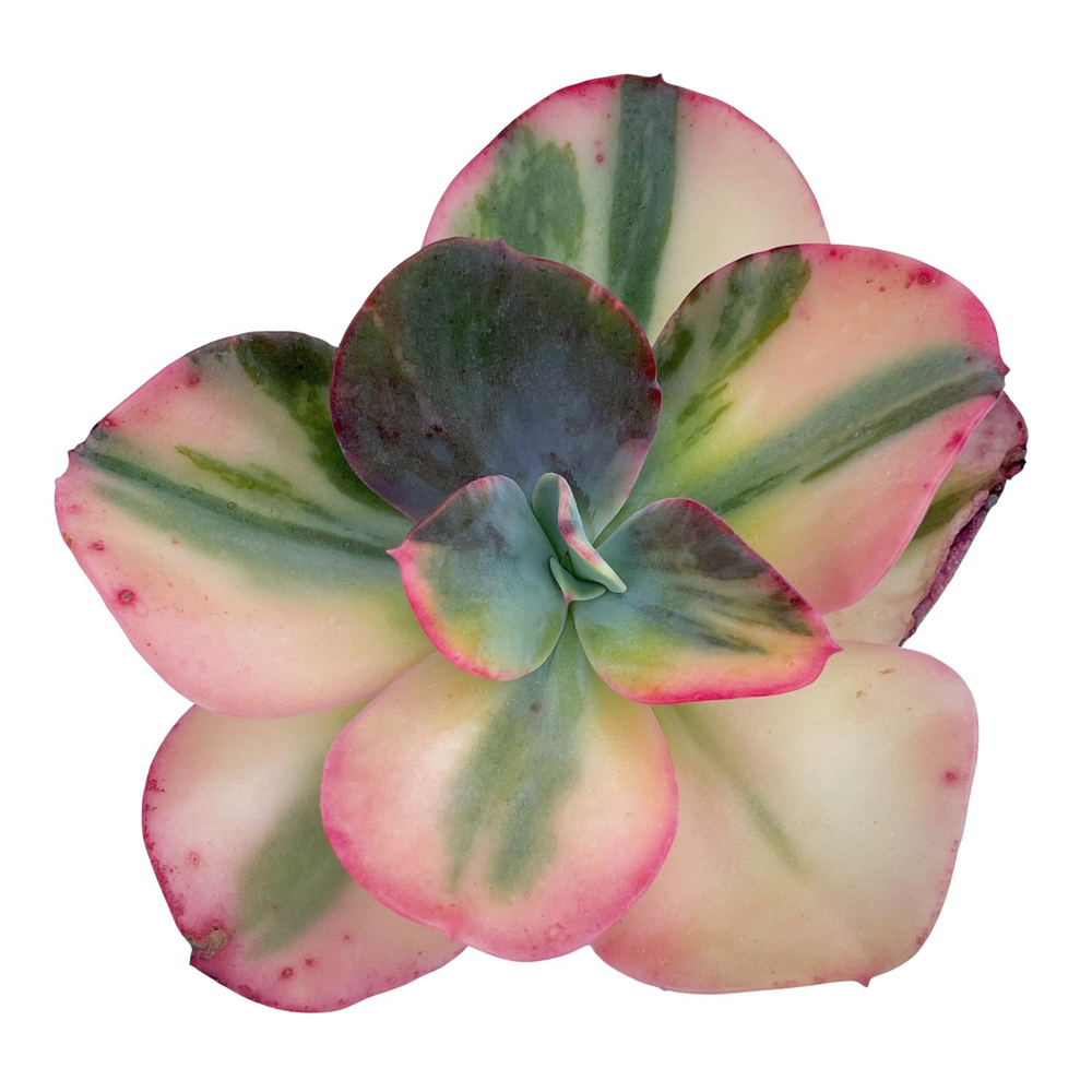 Echeveria Jyulia, Variegata