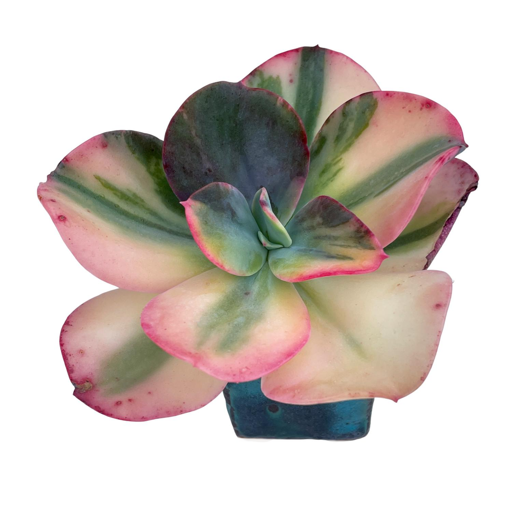 Echeveria Jyulia, Variegata