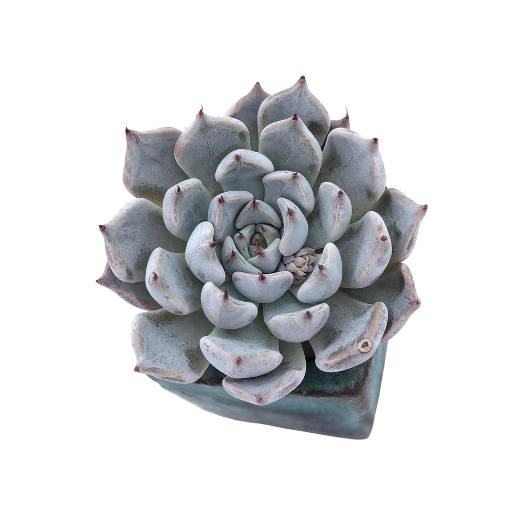 Echeveria Grey Rosa