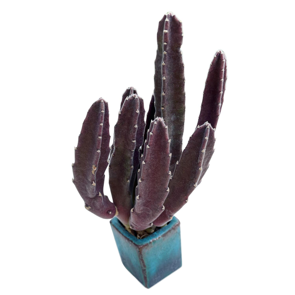 Stapelia Gigantea, Cluster