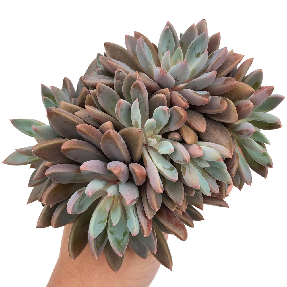 Echeveria Sugar Jelly, Large Cluster, (Random)