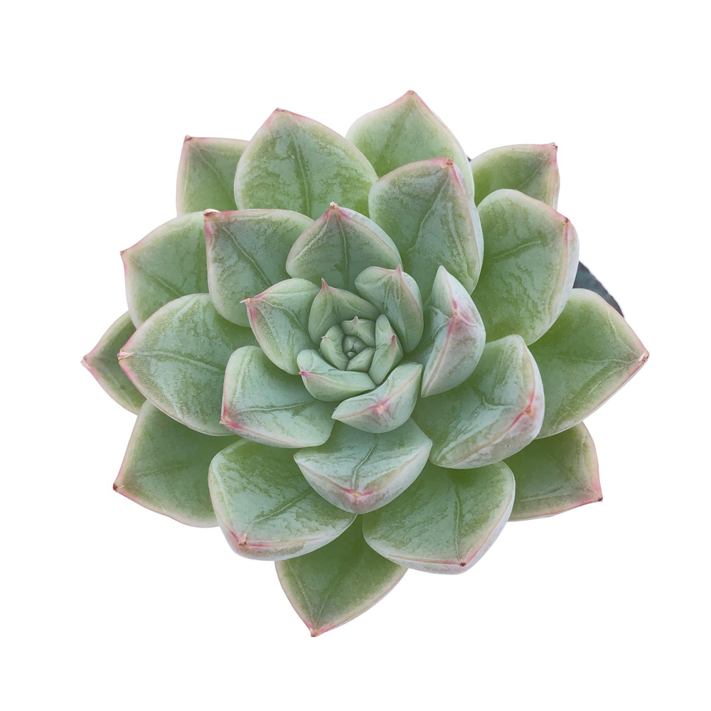 Echeveria Moon Fairy, (Random)