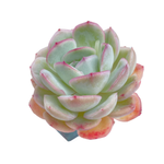 Echeveria Strawberry Ice, Mature Specimen