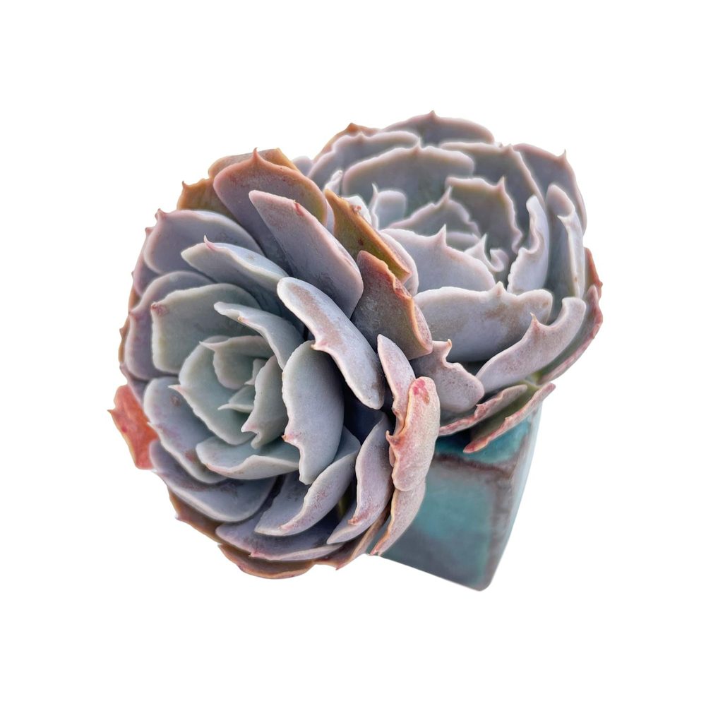 Echeveria Shaviana, Double