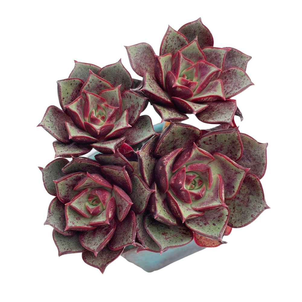 Echeveria Longissima, Cluster