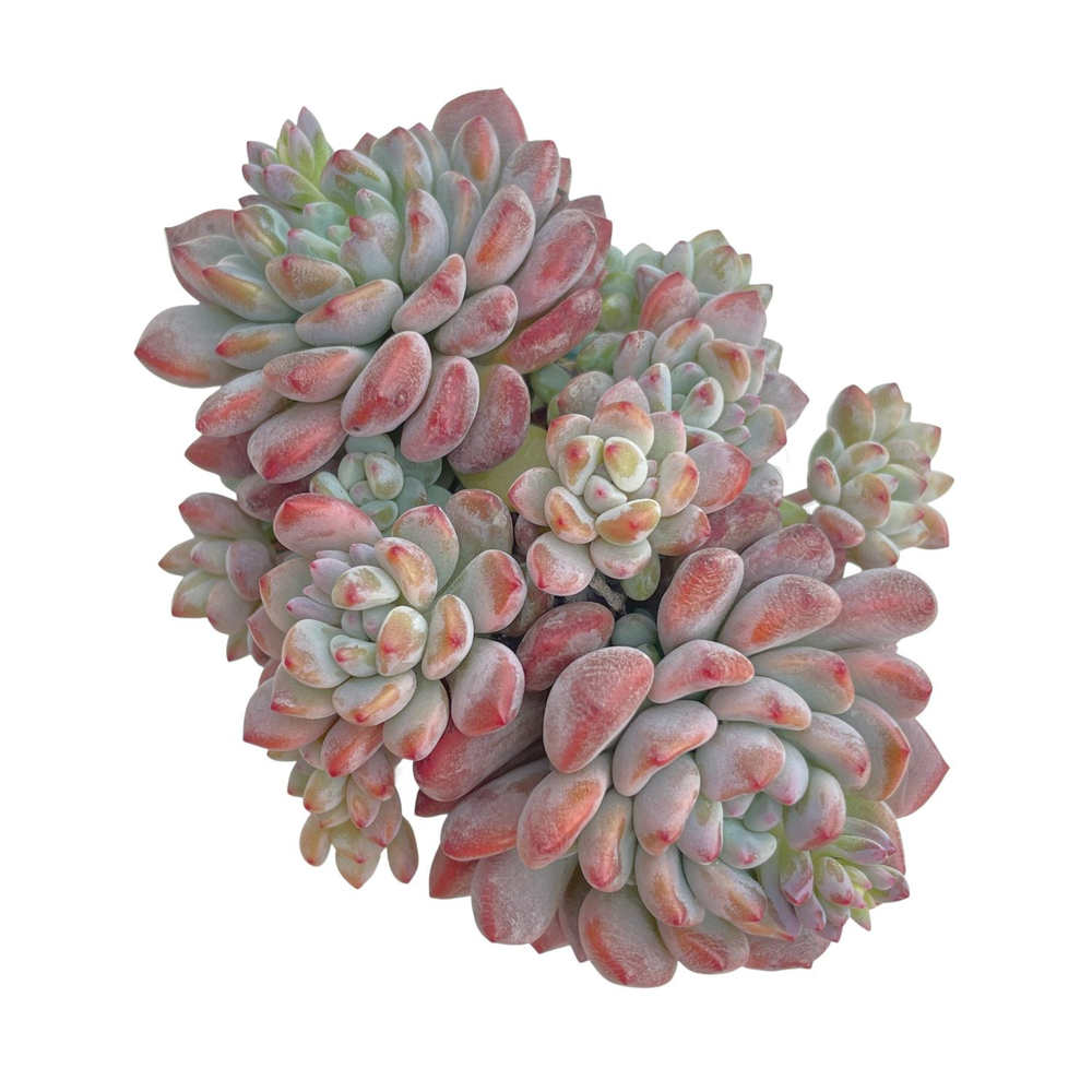 Echeveria Ameona, Large Cluster