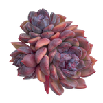 Echeveria Black Queen Hybrid, Triple