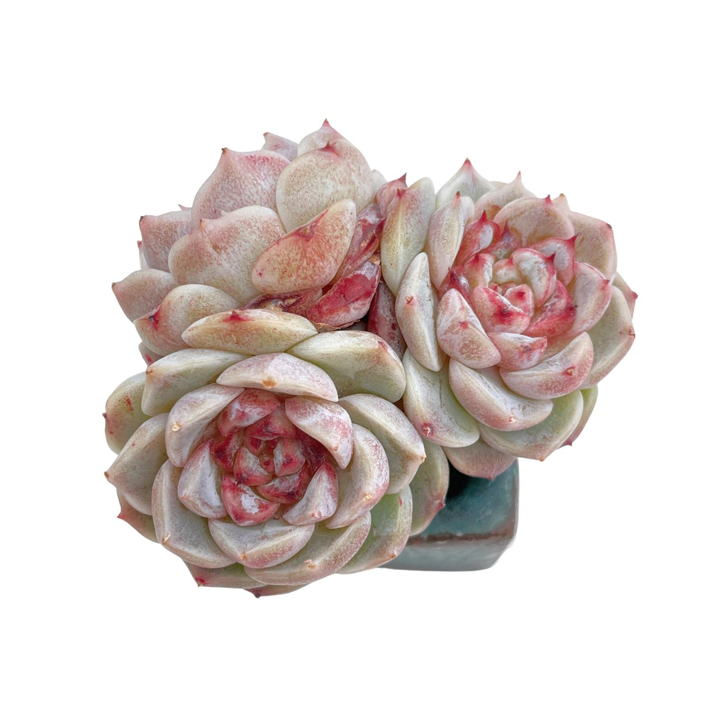 Echeveria Red Velvet, Triple