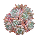 Echeveria Largea, Cluster