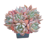 Echeveria Largea, Cluster