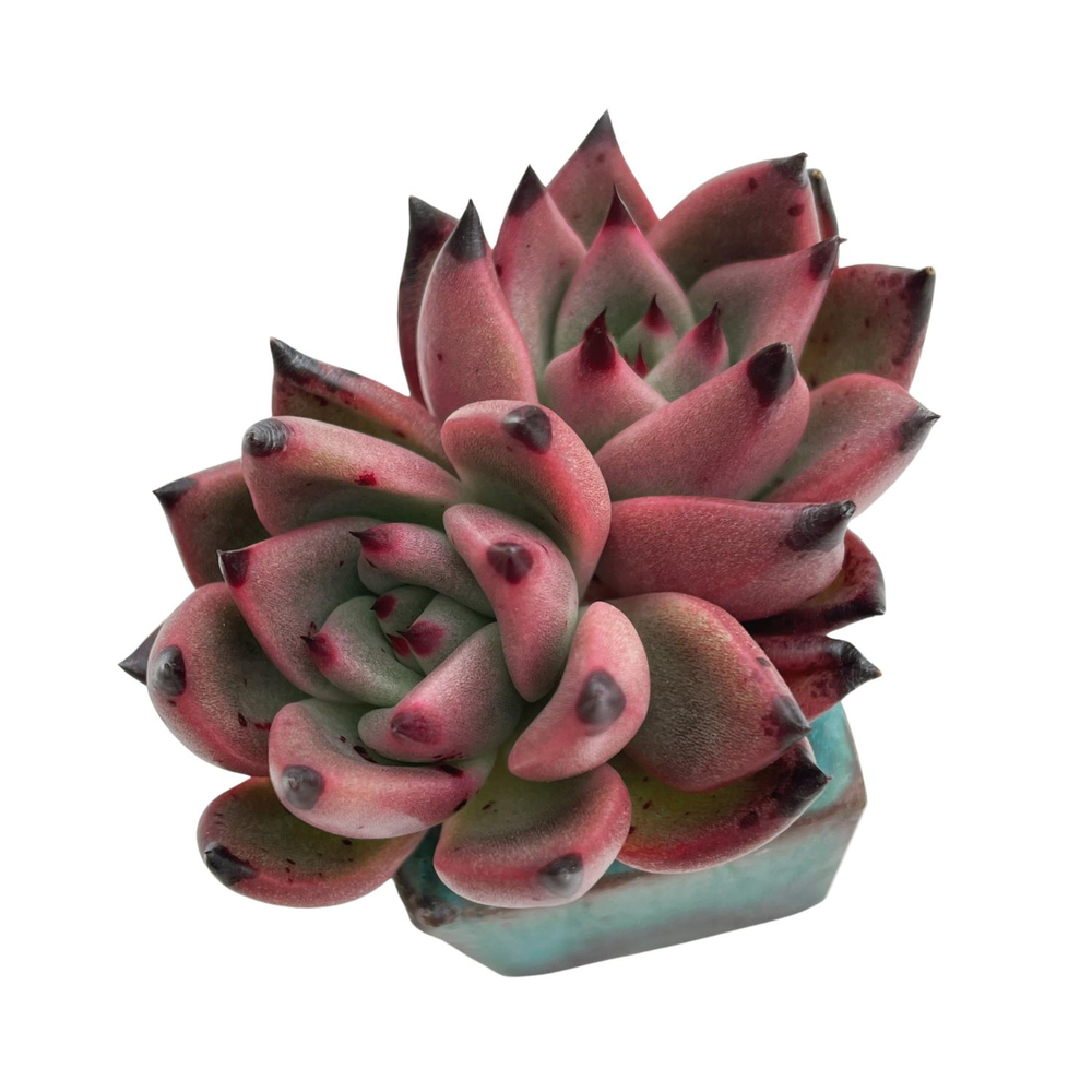 Echeveria Agavoides Kingdom, Double