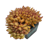 SPECIAL! JUST CART!! Echeveria Agavoides Cristata