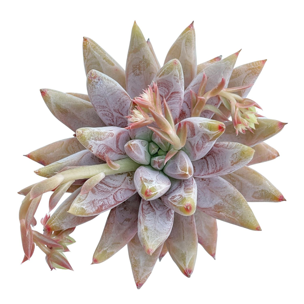 Echeveria Tolimanensis Hybrid