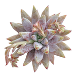 Echeveria Tolimanensis Hybrid