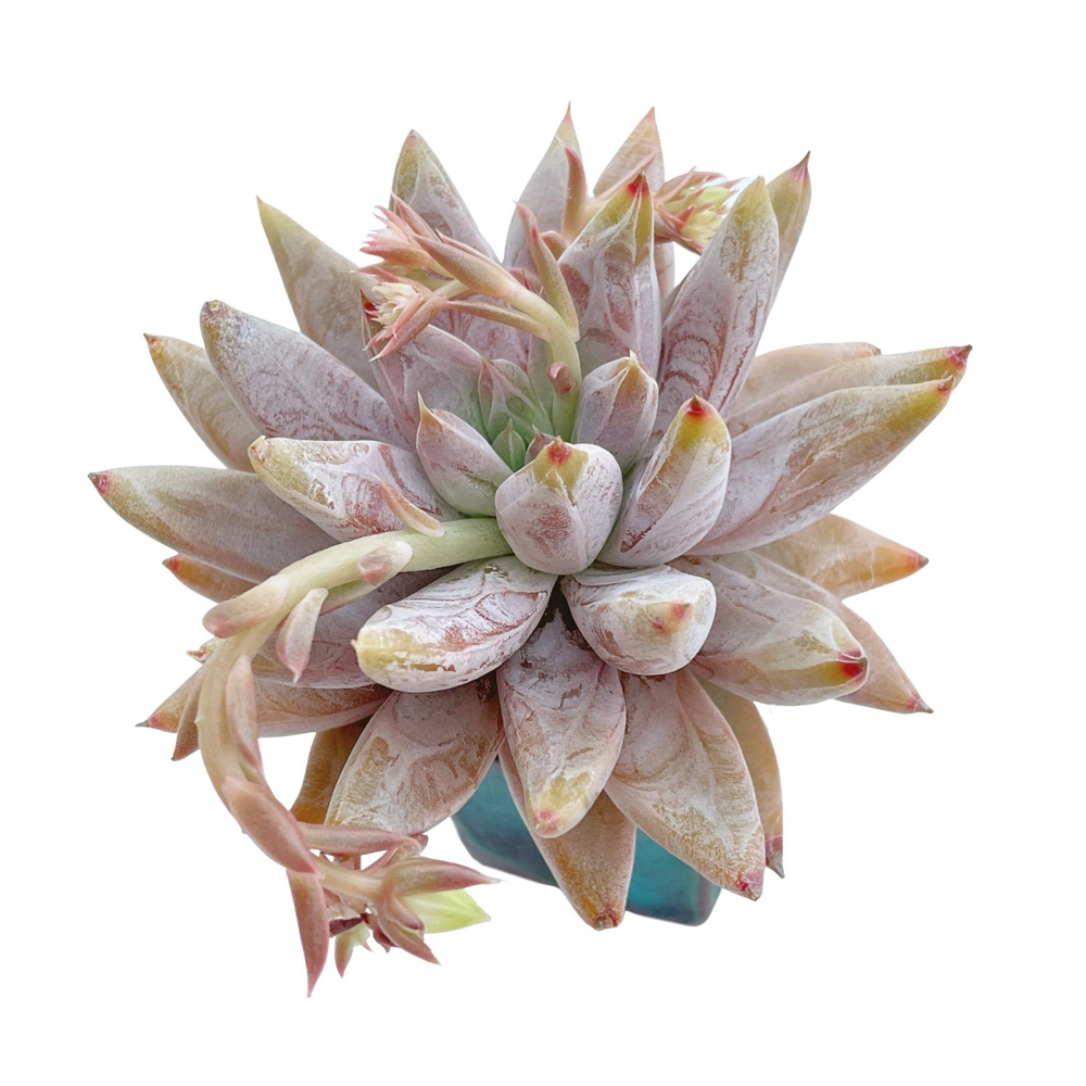 Echeveria Tolimanensis Hybrid