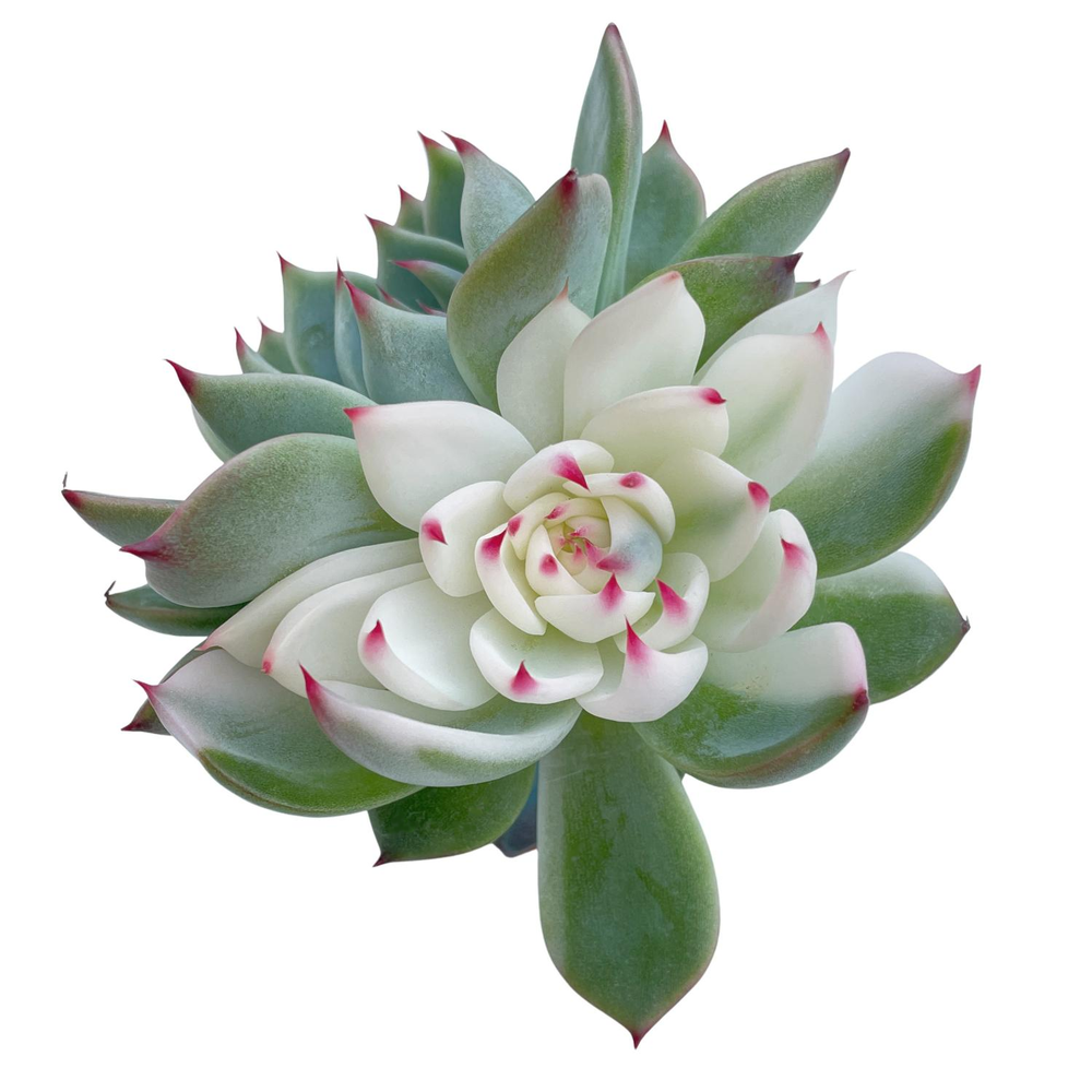 Echeveria Chihuahuaensis, Variegata