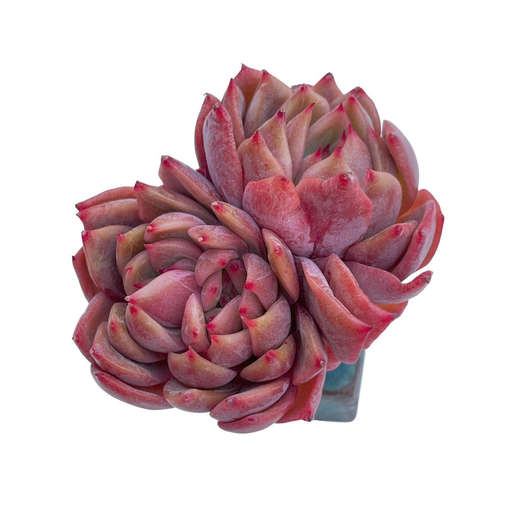 Echeveria Agavoides Painter