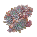 Echeveria Chrissy n Ryan