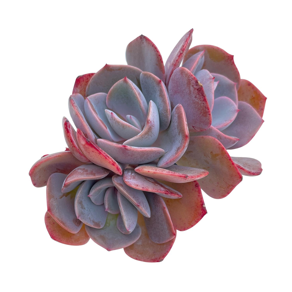 Echeveria Dusty Rose, Triple