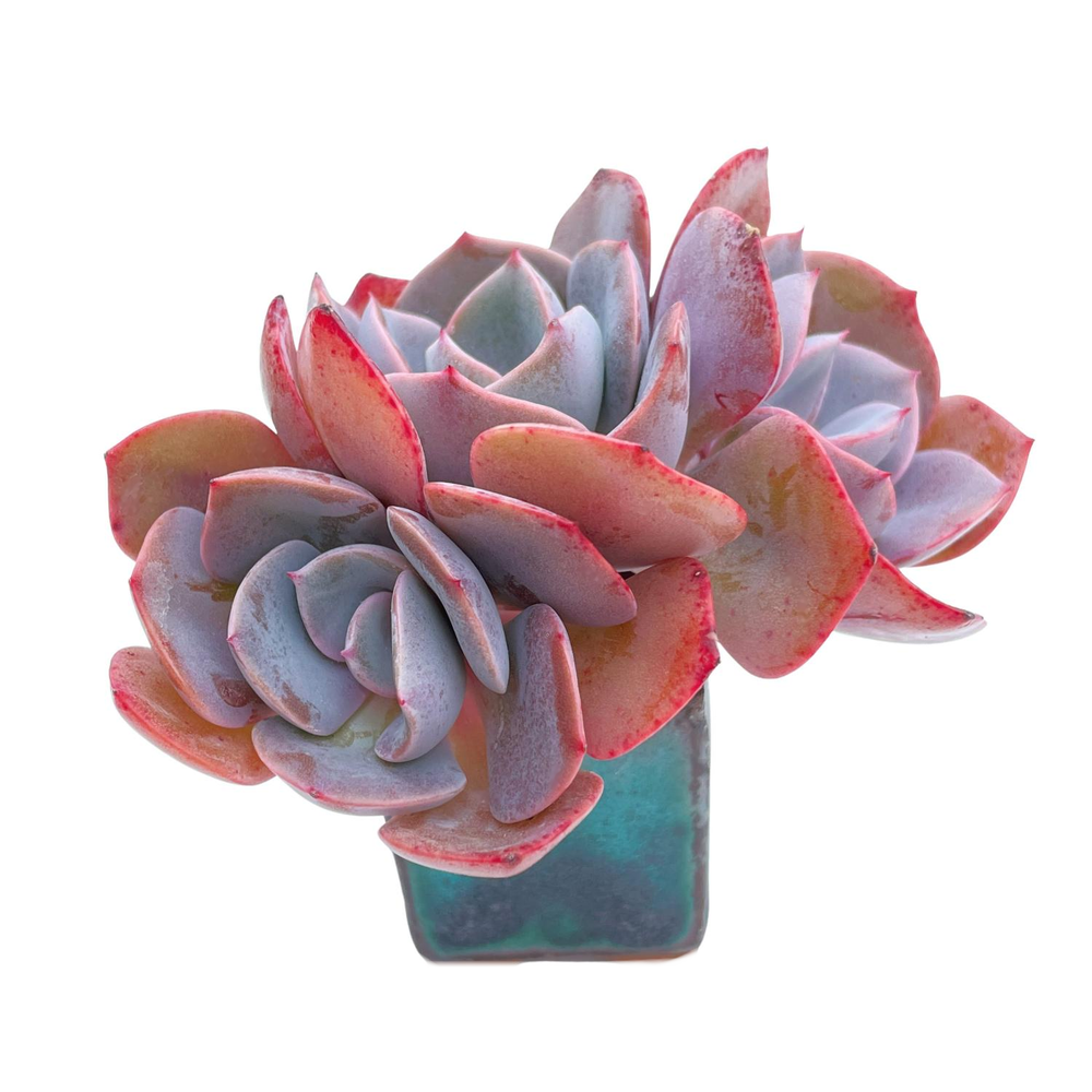 Echeveria Dusty Rose, Triple