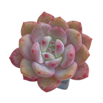 Echeveria Ariel