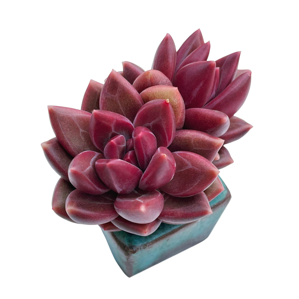 Echeveria Tivoli, Double