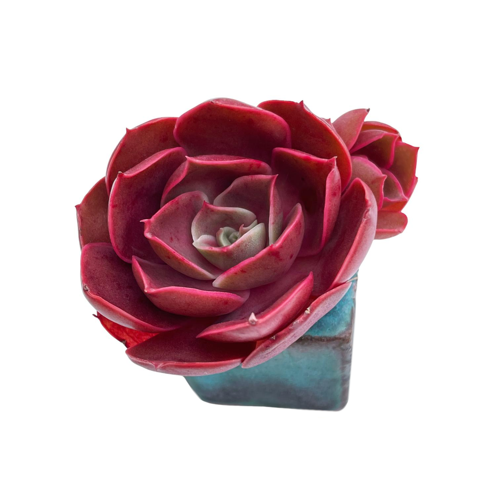 Echeveria Red Tan, Double