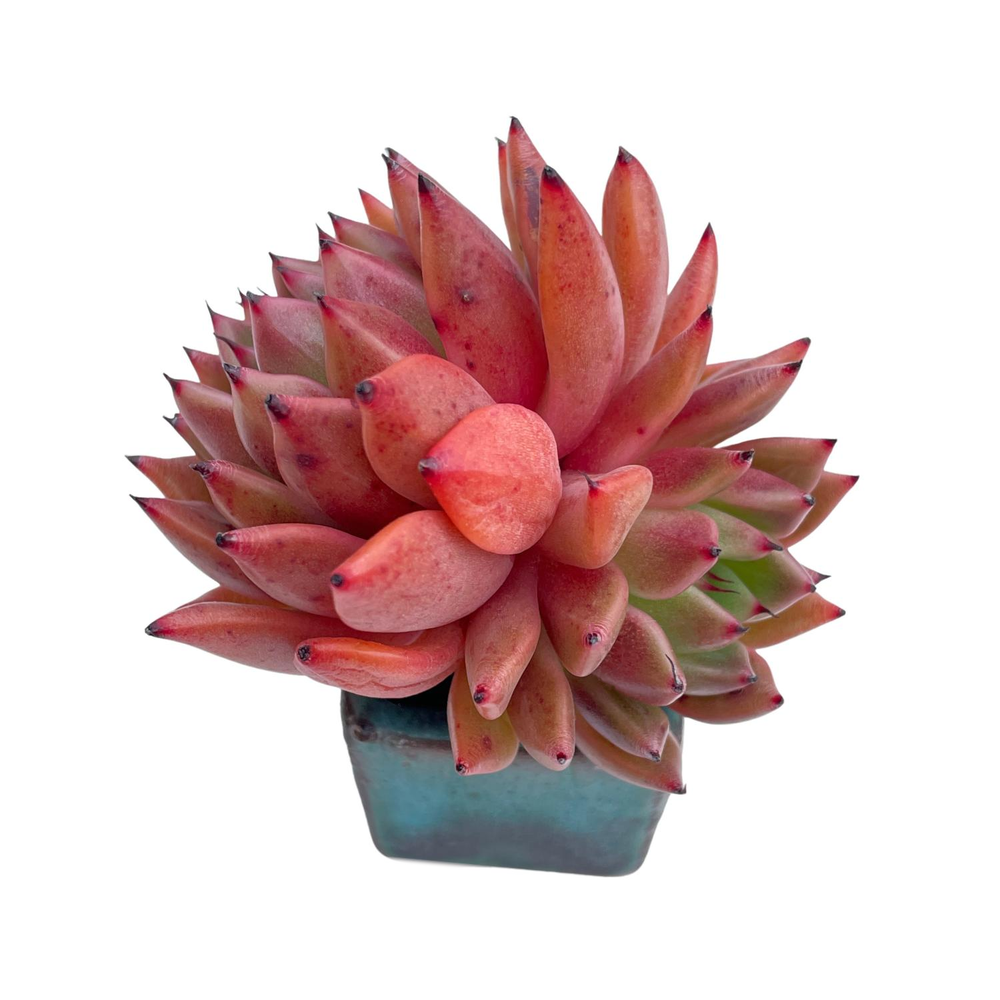 Echeveria Golden Bear, Double