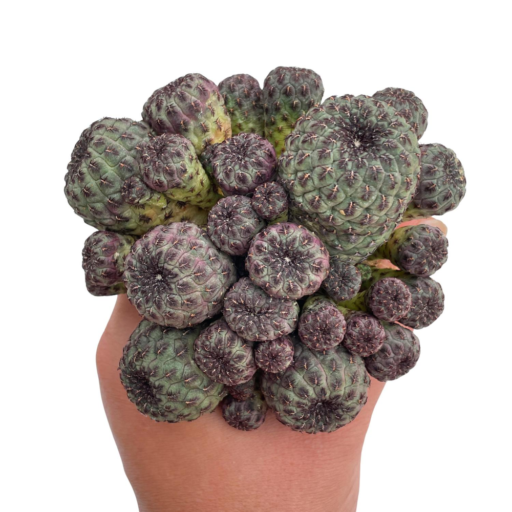 Sulcorebutia Rauschii, Large Cluster