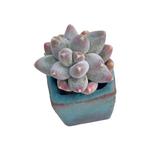 Pachyphytum Dubai, (Small)