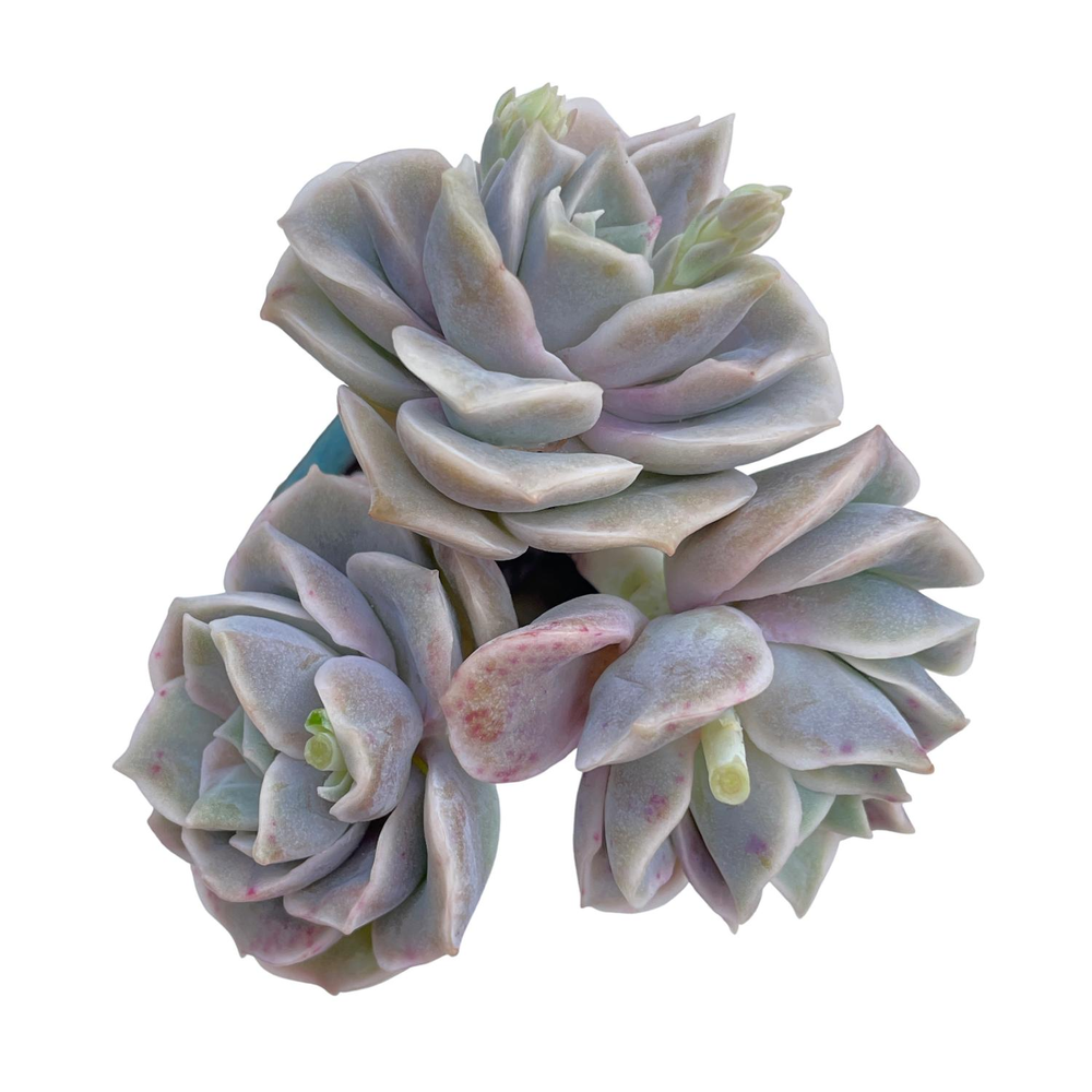 Echeveria Lovely Rose, Triple