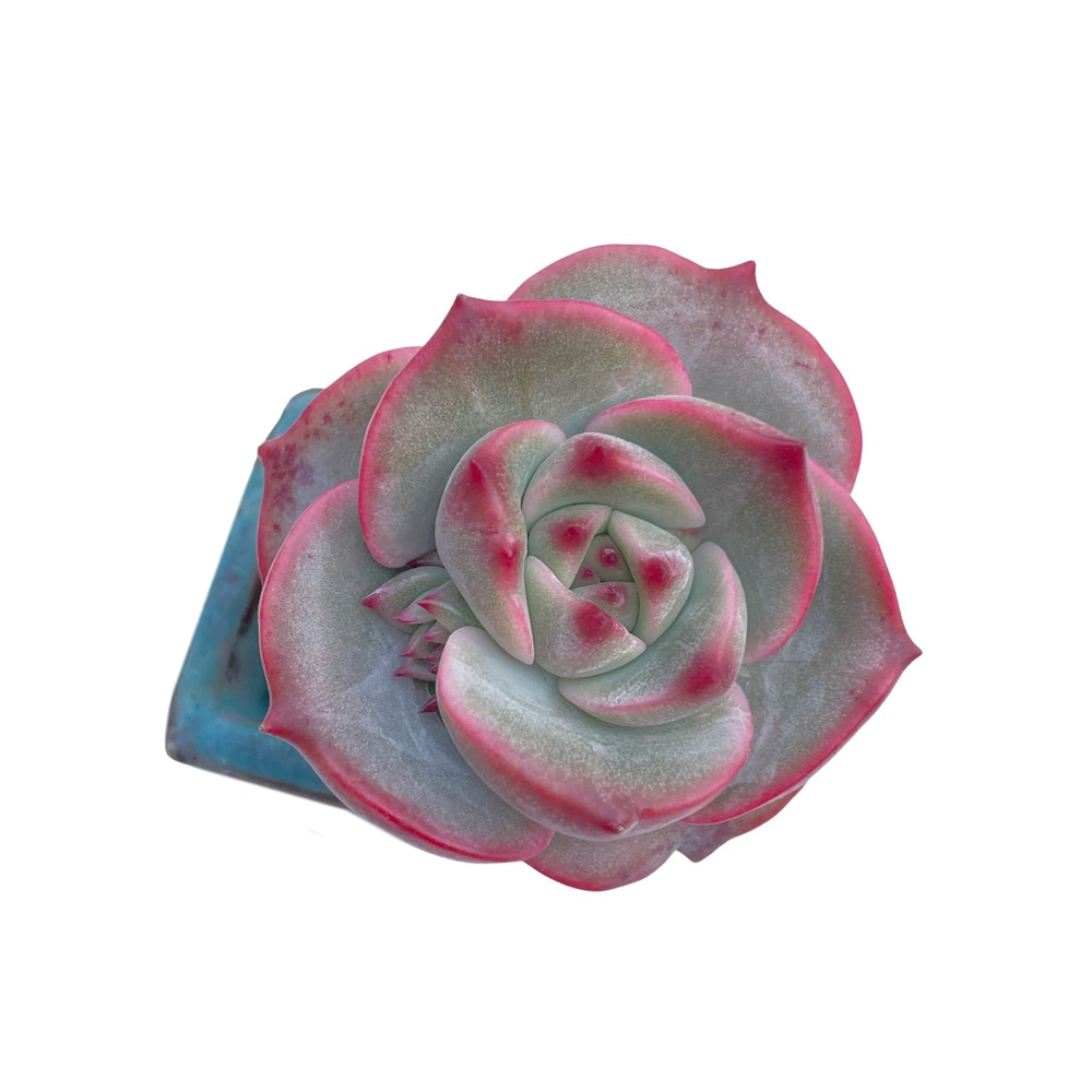 SPECIAL! JUST CART!! Echeveria Angelina