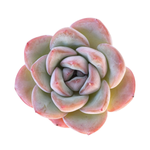 SALE! Echeveria Amabile